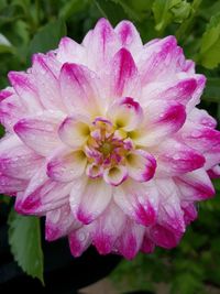 Close-up of pink flower blooming outdoors