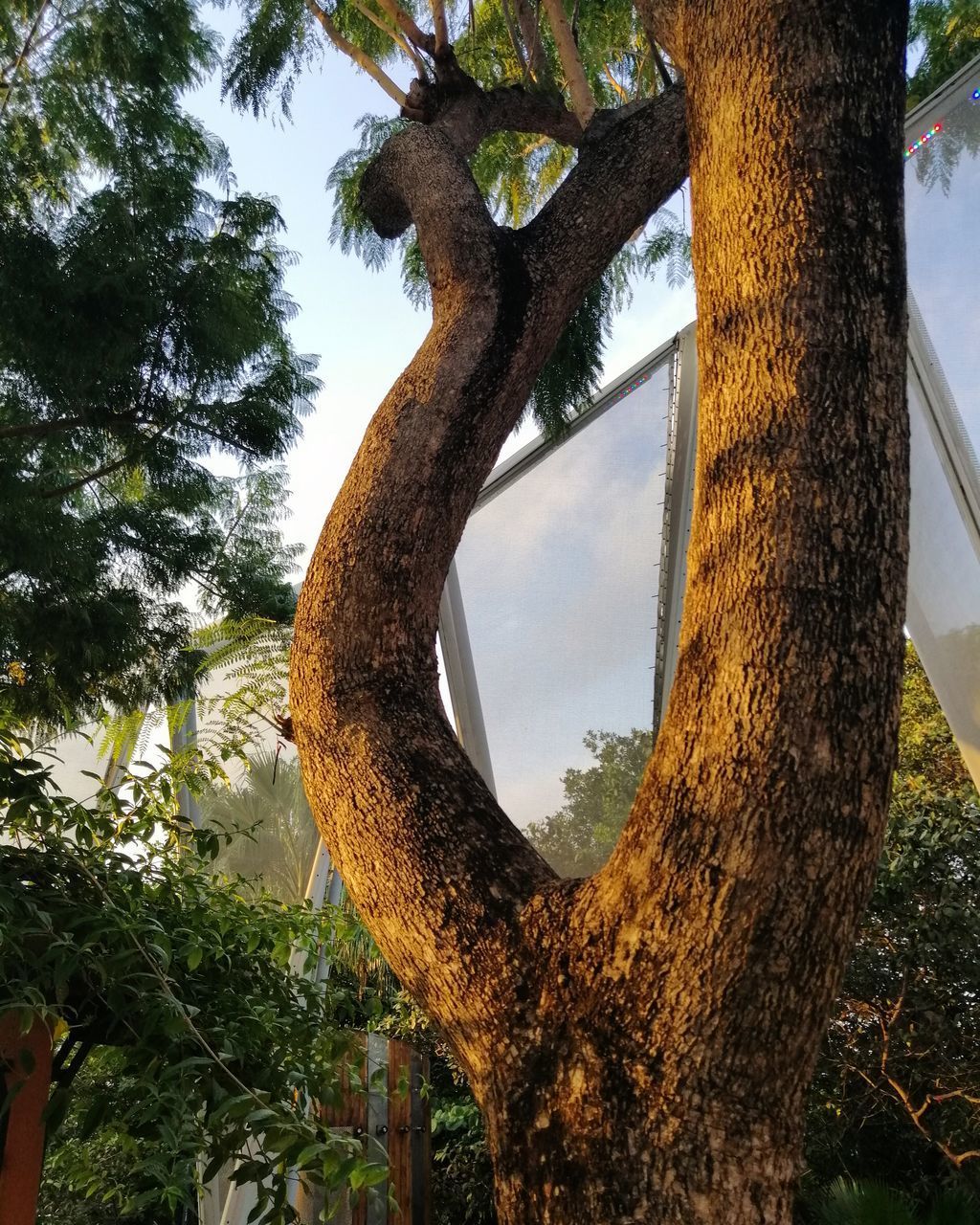 LOW ANGLE VIEW OF TREE AGAINST PLANTS