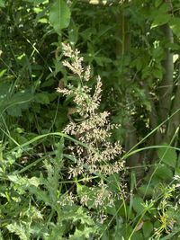 Close-up of flowering plant on land