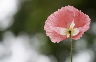 Close-up of pink poppy