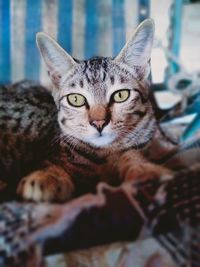 Close-up portrait of tabby cat