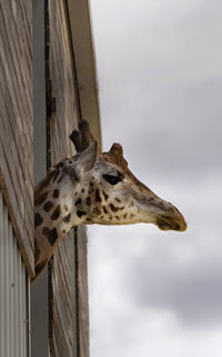 Low angle view of giraffe at zoo against cloudy sky