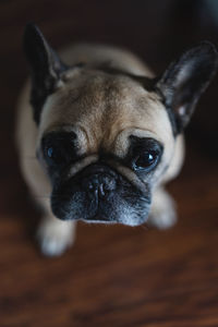 Close-up portrait of a dog