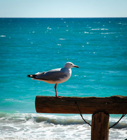 Bird perching on sea against sky