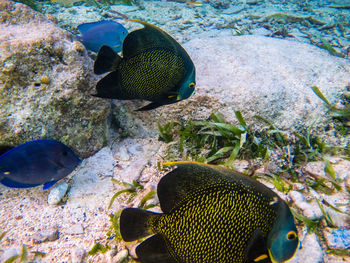 Close-up of fish in aquarium