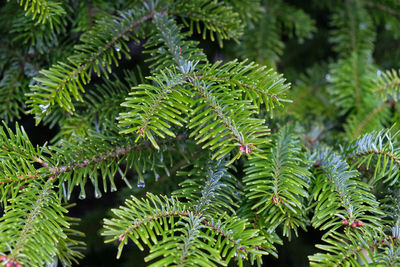Fluffy branch of fir tree. natural background. soft selective focus, close up, copy space.