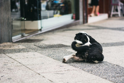 Black stray dog scratching back on footpath