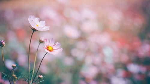 Close-up of pink cosmos flower