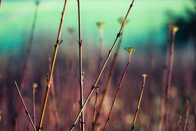 Close-up of plant stems