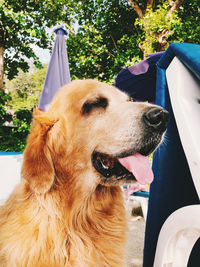 Close-up of a dog looking away