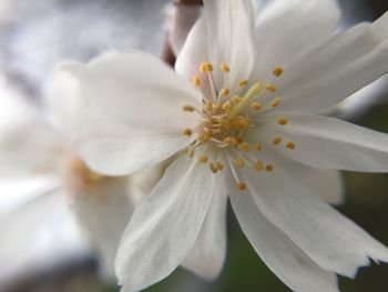 Close-up of white cherry blossom