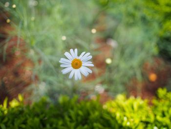 Close-up of white daisy blooming outdoors