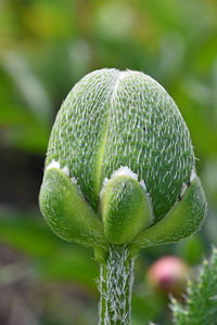 Close-up of green leaves