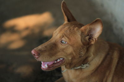 Close-up of dog looking away