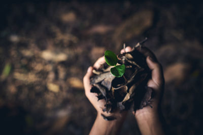 Midsection of woman holding leaves