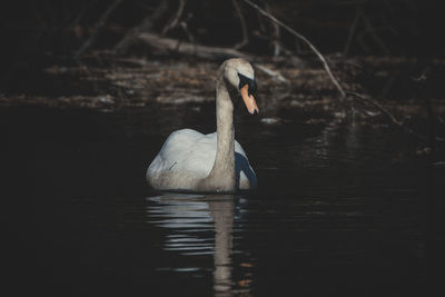 Swan swimming in lake