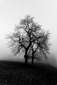 Silhouette tree on field against sky