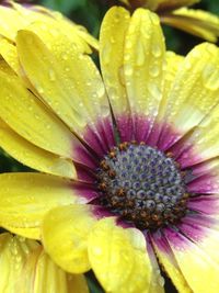 Extreme close up of water drops on yellow flower