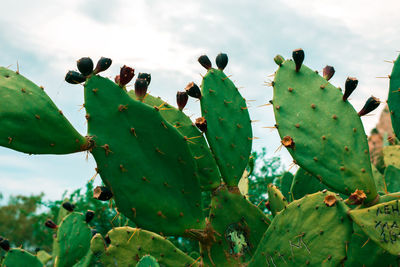 Close-up of succulent plant growing on cactus against sky