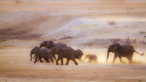 Elephants walking on land