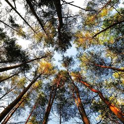 Low angle view of trees in forest against sky