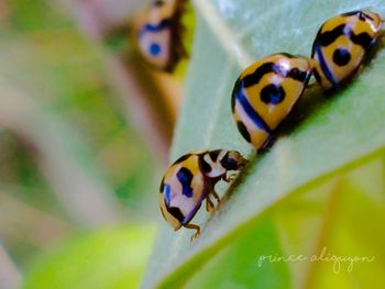 Close-up of ladybug on flower