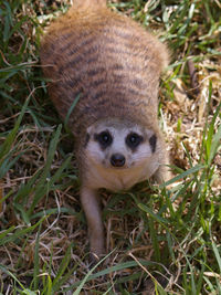 Portrait of meerkat on field