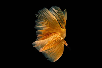 Close-up of fish underwater