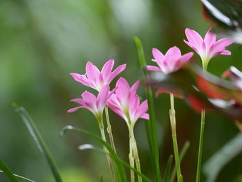 Close-up of pink flowering plants