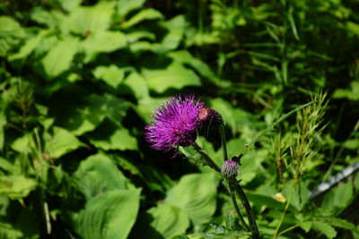 Close-up of purple thistle blooming outdoors