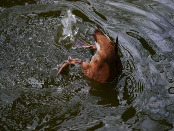 High angle view of horse swimming in lake