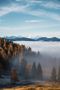 Trees on landscape against sky during foggy weather