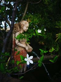 Close-up of white flowering plant by tree