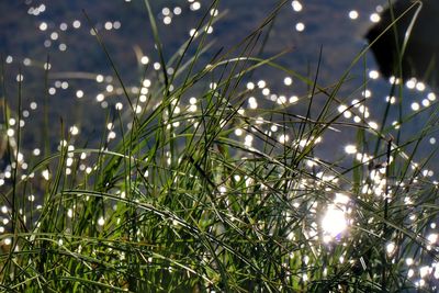 Close-up of plants against blurred background