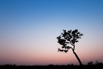 Trees against clear sky at sunset