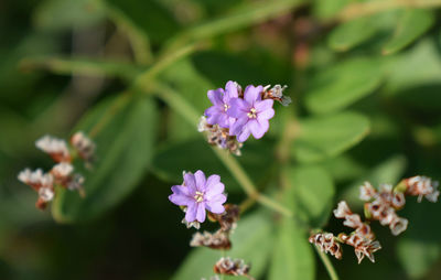 Piccoli fiori che rallegrano l'estate più torrida