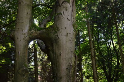 Low angle view of trees in forest