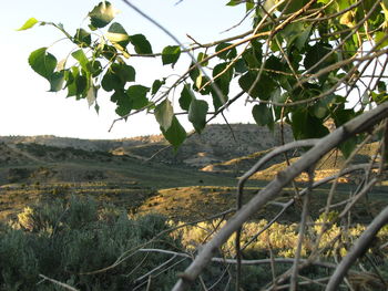 Low angle view of trees against clear sky