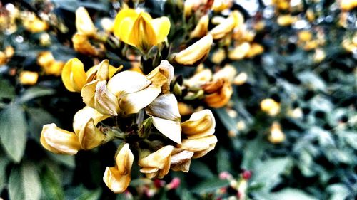 Close-up of flowers blooming outdoors