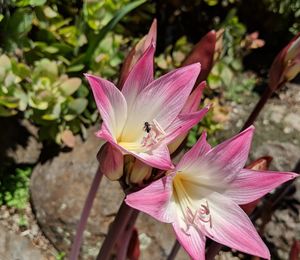 Close-up of pink lotus water lily blooming outdoors