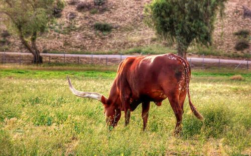 Horse grazing on grassy field