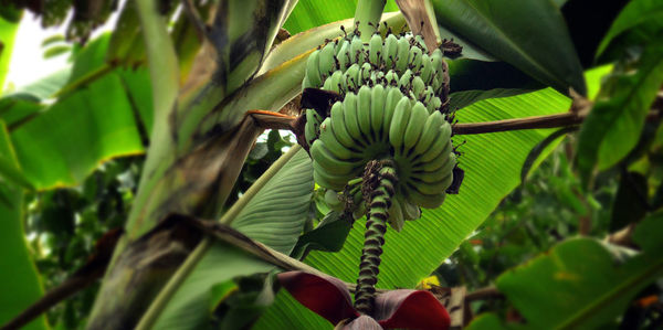 Close-up of leaves