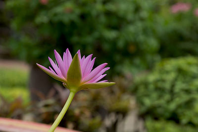 Close-up of pink water lily