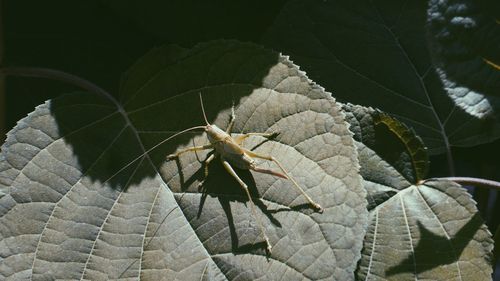 Close-up of insect on leaves