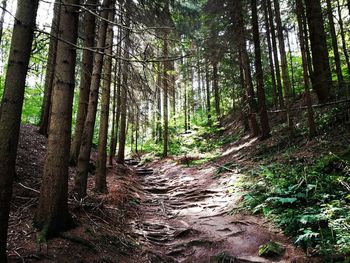 Trees growing in forest