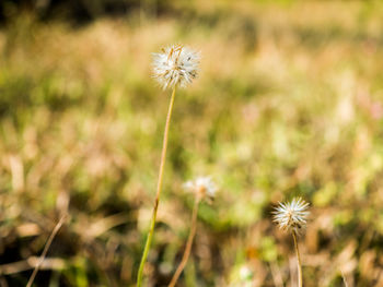Close-up of dandelion flower on field