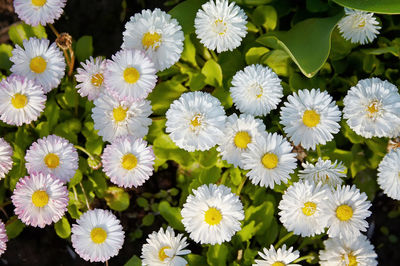 Close-up of white daisy flowers