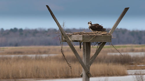 Bird perching on wooden post