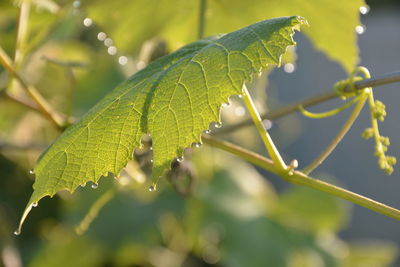 Close-up of wet plant leaves