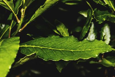 Close-up of fresh green leaf